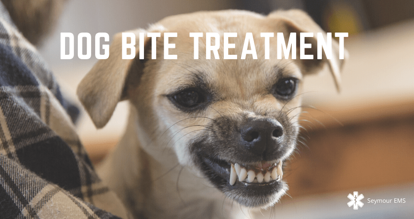 Dog Bite Treatment: 7 Essential Steps